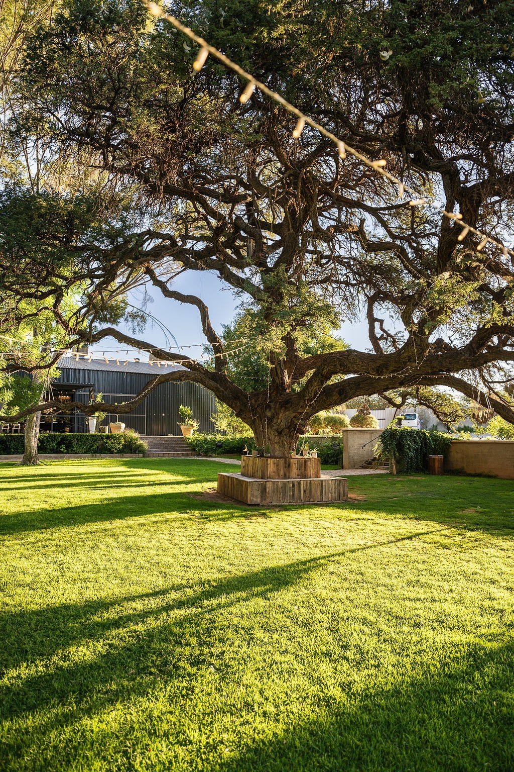 Ancient Camelthorn tree over 500 years old on the Droombos lawn