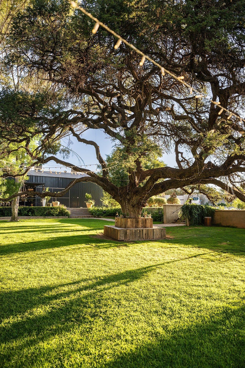 Garden picnic setting beneath an ancient Camelthorn tree
