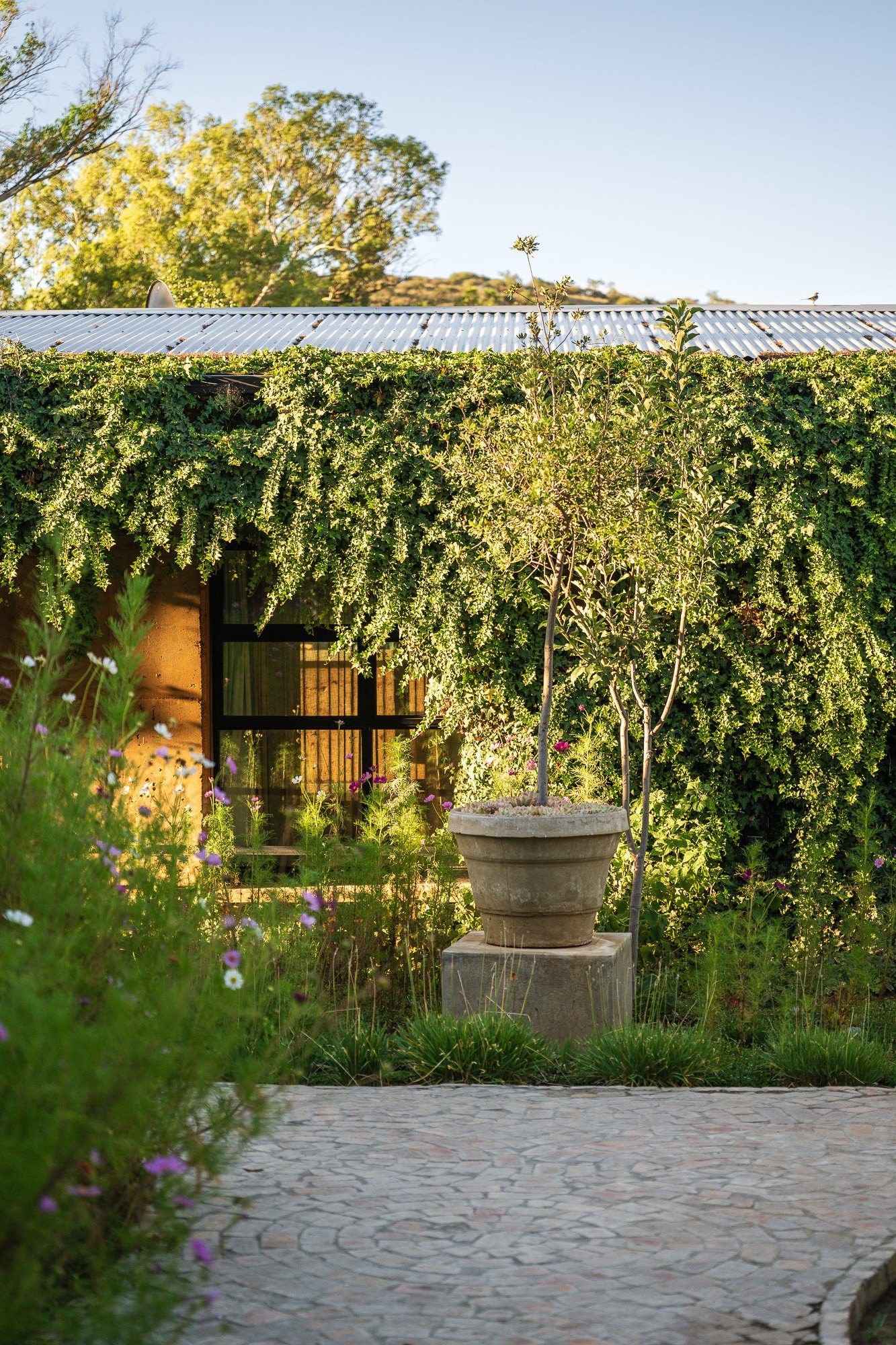 Ivy covered building and garden path at Droombos