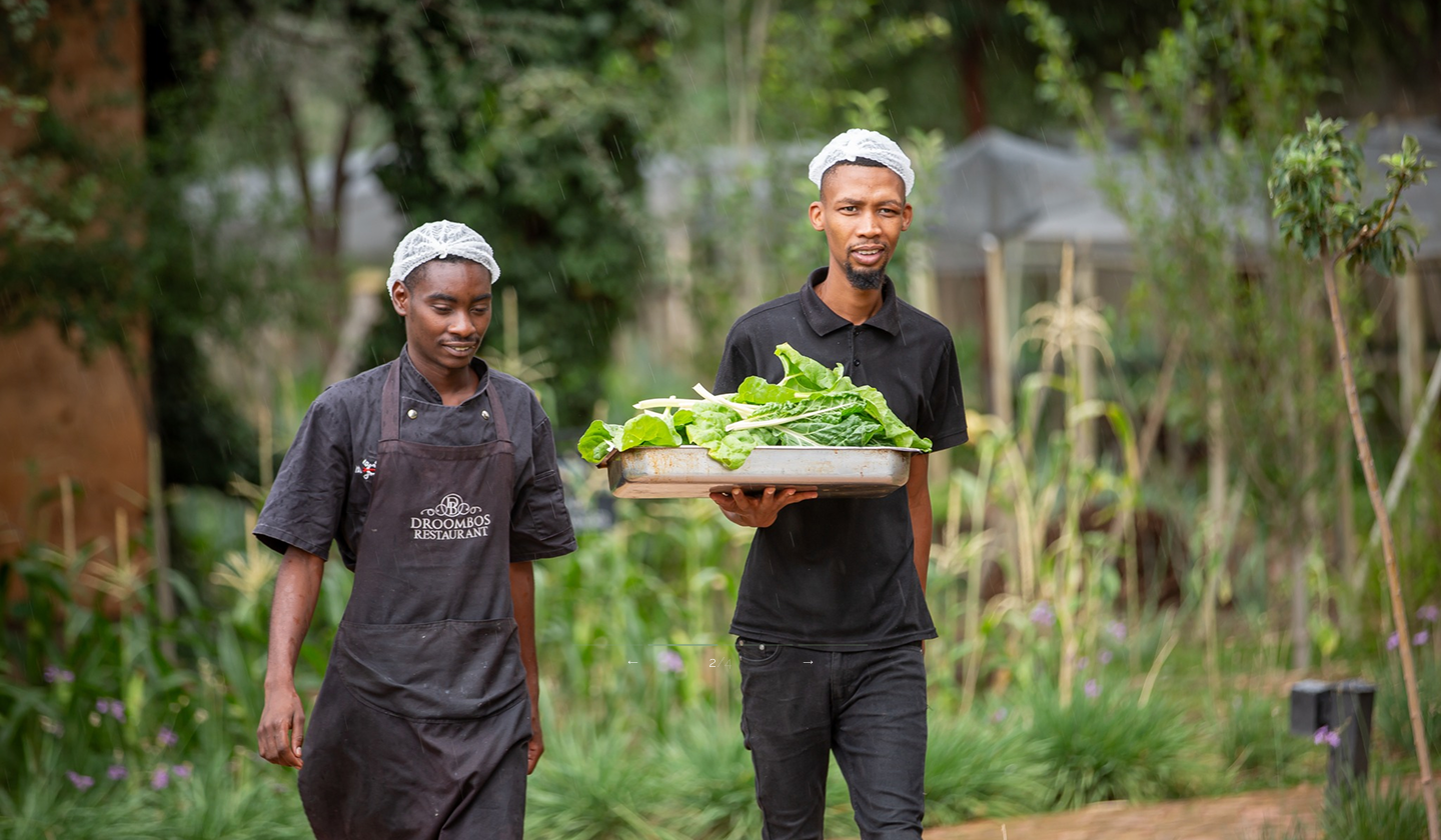 Two Droombos Restaurant chefs carry freshly harvested Swiss chard through the estate's kitchen garden, showing its farm-to-table approach.